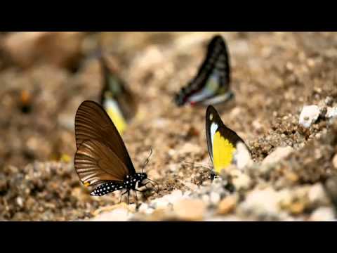 スラテリマネシアゲハの吸水