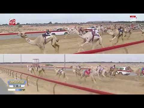 ش 14 (متعب) لـ هجن زعبيل 7:15:33 ، ختامي المرموم 2026/03/26 لقايا