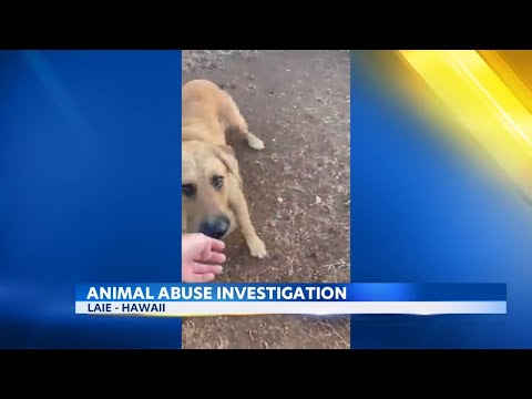 Animal abuse complaint filed after visitor stumbles upon dogs and pigs in poor condition