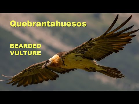 QUEBRANTAHUESOS | BEARDED VULTURE | Gypaetus barbatus