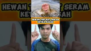 Download lagu HEWAN TERLIHAT SERAM KETIKA BASAH mp3