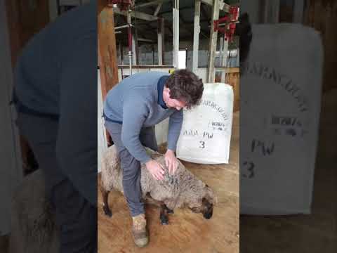 Chat with Al and Daisy