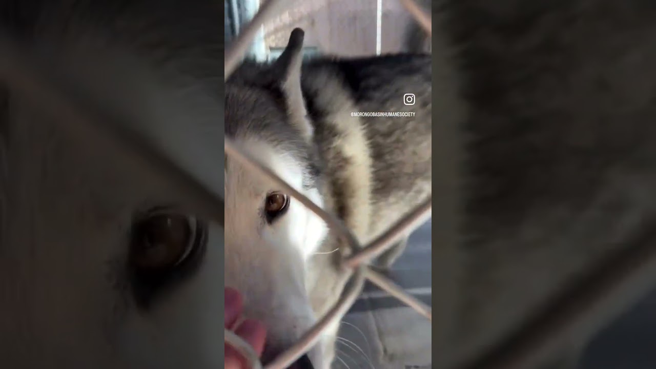 Enlarge STETSON, a ADOPTABLE Husky in Joshua Tree, CA video 3/3