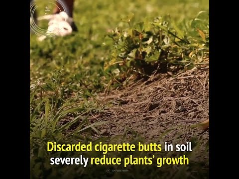 Throwing cigarette butts in the soil can hurt plant growth | Science Nature Page