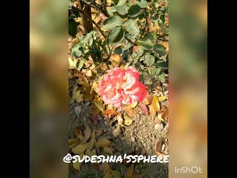 A day in my life in a peaceful place😌with nature🌴🌳🌷🌸🦋#visitingplace#placeforshanti#sudeshna'ssphere