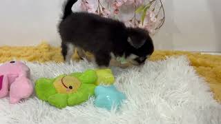 チワワ（ロング）の動画01