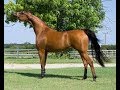 National Geographic Documentary Horses Amazing Story About This Wonderful Cr