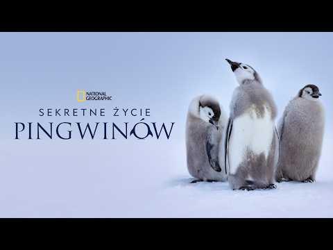 Dzielne, waleczne i mądre – pingwiny to dużo więcej niż urocze nieloty