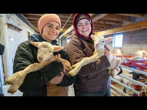 Lamb husbandry pathway to professional doctorate program