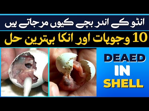 Dead in Shell | Love Birds Dead in Shell | 10 Reasons of Dead in Shell | Dead in Shell Solutions