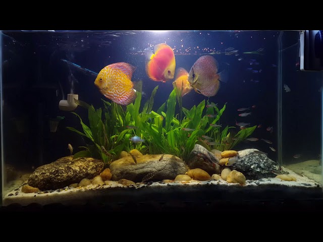 DISCUS COMMUNITY TANK | KOLKATA | INDIA | HD