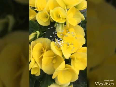 Flowers. Fun in the sun. :D