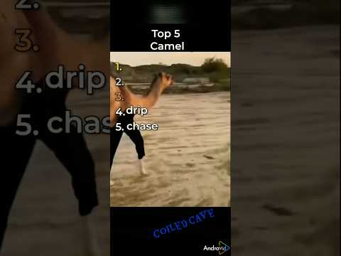 Top 5 camel #shorts #funny
