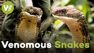 King Cobra release in Malaysia with world champion in snake handling