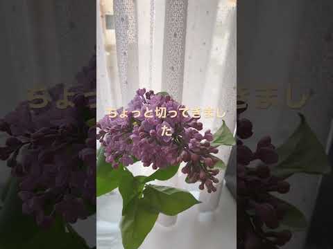 インディアンライラックの種を集める方法は？  庭園