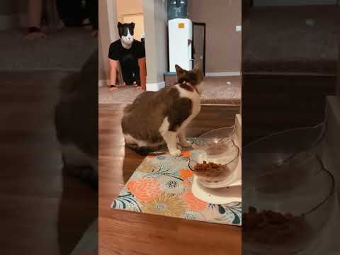 Part 30  #funny #cat#BehindTheScenes