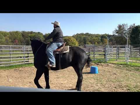 First ride on Percheron (Titan)