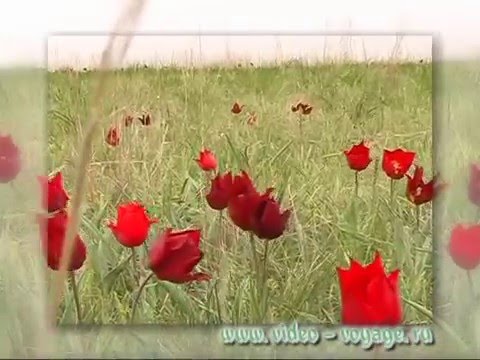 Калмыцкие степи