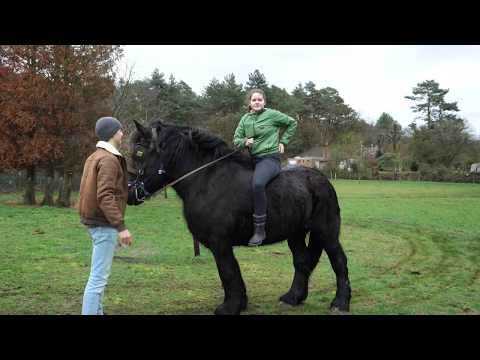 yes, a Belgian draft horse can be ridden even without a saddle