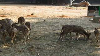 preview picture of video 'Deer(spotted)-Vandalur Zoo - HD'