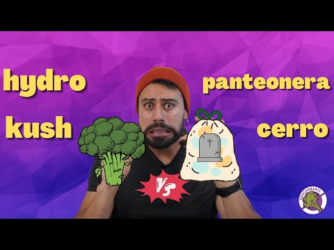 Mota Premium vs Mota Panteonera I Educannabis