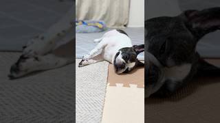 【フレブル】この日のお散歩は随分と楽しかったみたいです