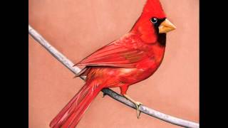 Alexisonfire - Old Crows &amp; Young Cardinals Full Album