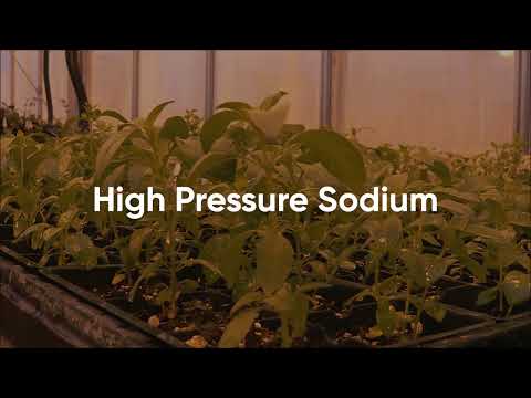 Artificial Lighting - Types, Uses & Ideal Light Cycles