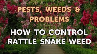 How to Control Rattle Snake Weed