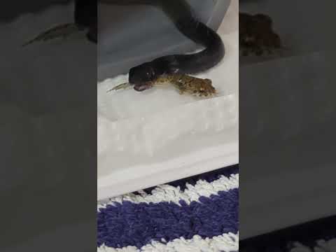 両生類: 隠された輝きが明らかに