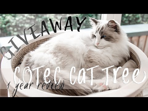 Updated COTEC cat tree review | Ragdolls Pixie and Bluebell GIVEAWAY! (ended)