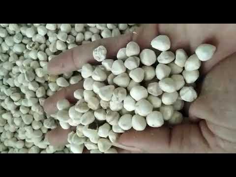 Dried white moringa kernel seeds, for oil grade, packaging s...