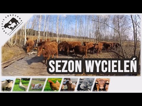 Lubuskie Angusowo - S1 E9 - Sezon wycieleń rozpoczęty