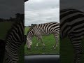 Knowsley Safari Park