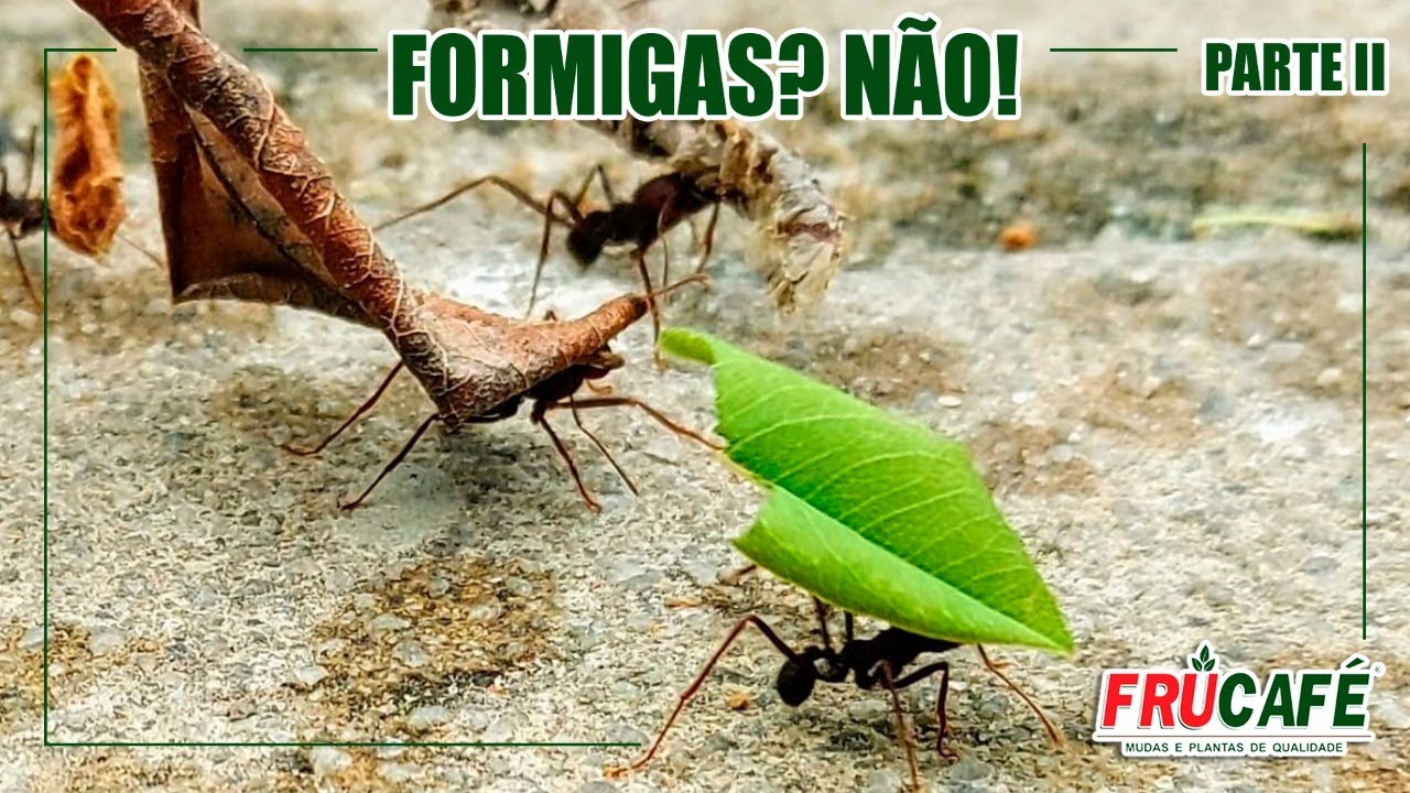 Como Instalar Protetores contra Formigas Cortadeiras em Mudas de Frutíferas?