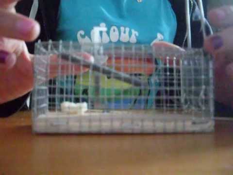 comment monter piege a souris