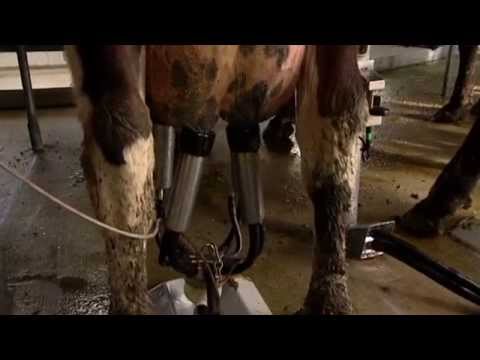 Attaching cups 'Two at a Time'