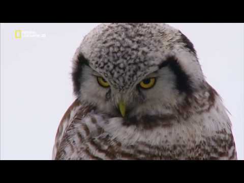 Fenn a csodás Északon