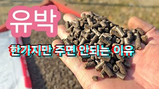 과수원에 유박만 주면 안 되는 이유