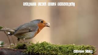 Sinto uma Voz Divina