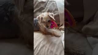 Video preview image #1 Mutt Puppy For Sale in Corona, CA, USA