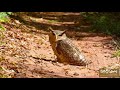 Should You Be Afraid Of This Bird S Sound