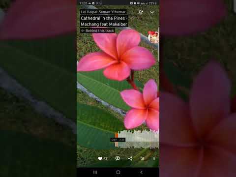 Cathedral in the pines