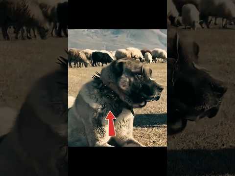 لماذا أربطة الكلاب مدببة !!؟#shorts