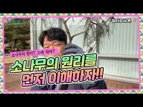 소나무전지기초 - 원리를 알아야 전지 할 수 있다!!