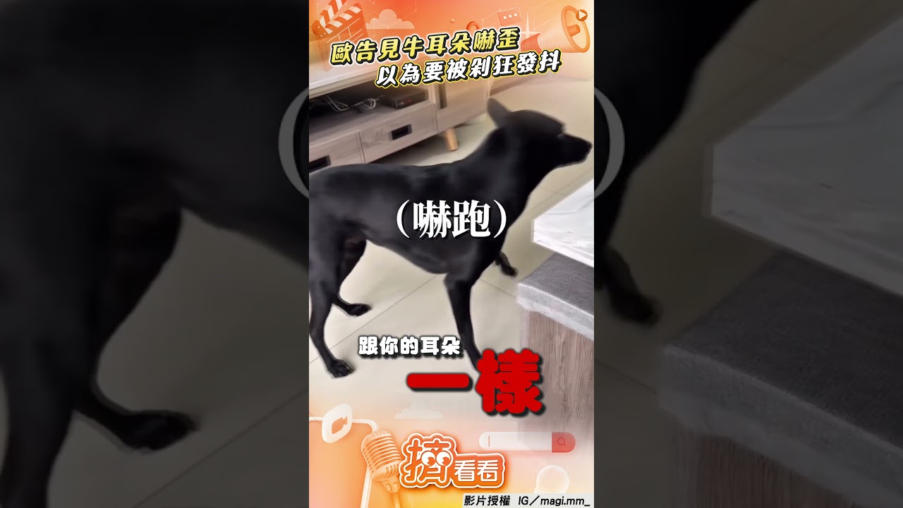 影音／歐告見媽手拿「牛耳朵」嚇歪！　以為要被剁狂發抖