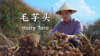 Download lagu Yunnan mountain taro: one taro, a hundred flavors, warming every meal.【滇西小哥】 mp3