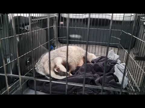 At the UDS animal hospital in Uppsala/Sweden