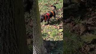 Video preview image #1 Cairn Terrier-Unknown Mix Puppy For Sale in Wheaton, IL, USA