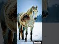 Horse covered in black Bees saved by rescue team #humanity #animals #horse #rescueanimals